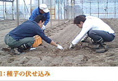 種芋の伏せ込み