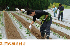 植え付け